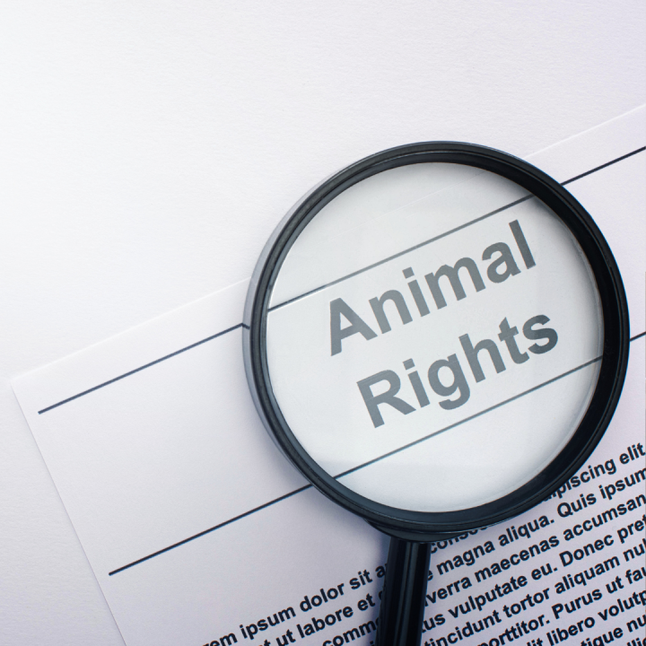 Moving With a Service Animal Legal Rights and Accommodations